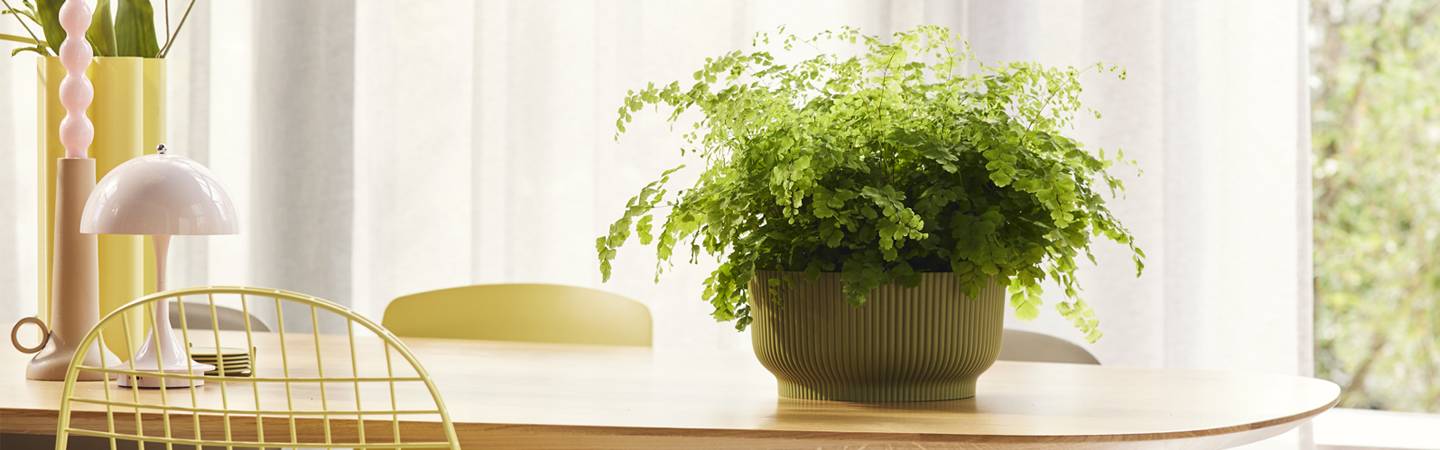 vibes fold bowl 25cm vert fougère